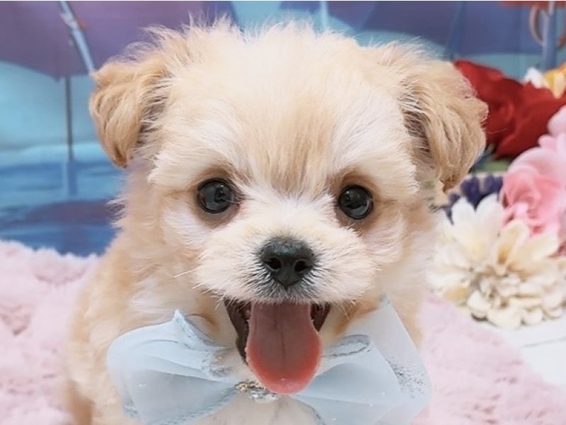 愛知県のハーフ犬・ミックス犬 (ペッツワン豊田四郷店/2026年4月18日生まれ/男の子/アプリコット)の子犬の1枚目の画像