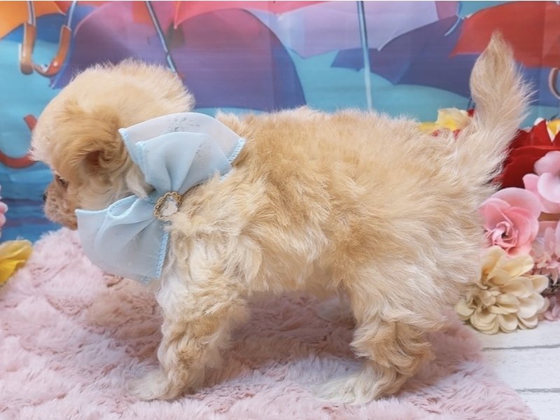 愛知県のハーフ犬・ミックス犬 (ペッツワン豊田四郷店/2026年4月18日生まれ/男の子/アプリコット)の子犬の3枚目の画像