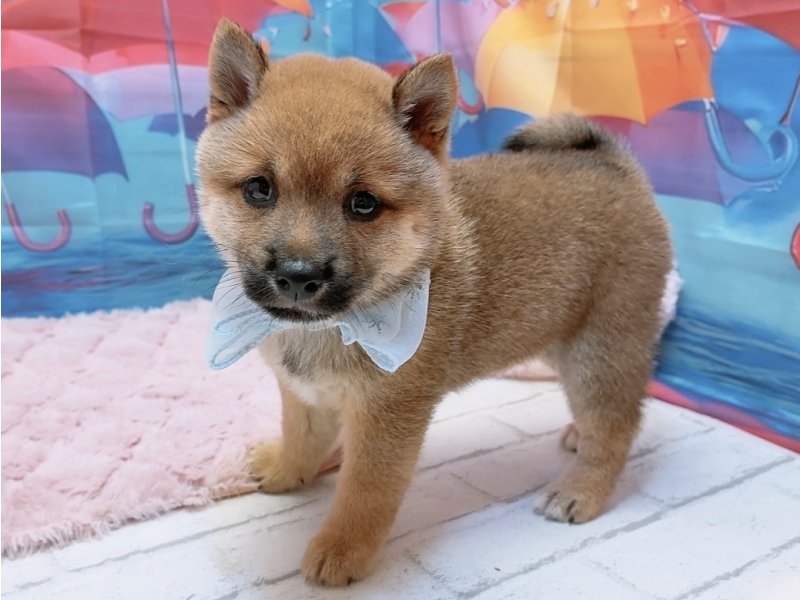 愛知県の豆柴 (ペッツワン豊田四郷店/2026年4月18日生まれ/男の子/赤)の子犬の2枚目の画像