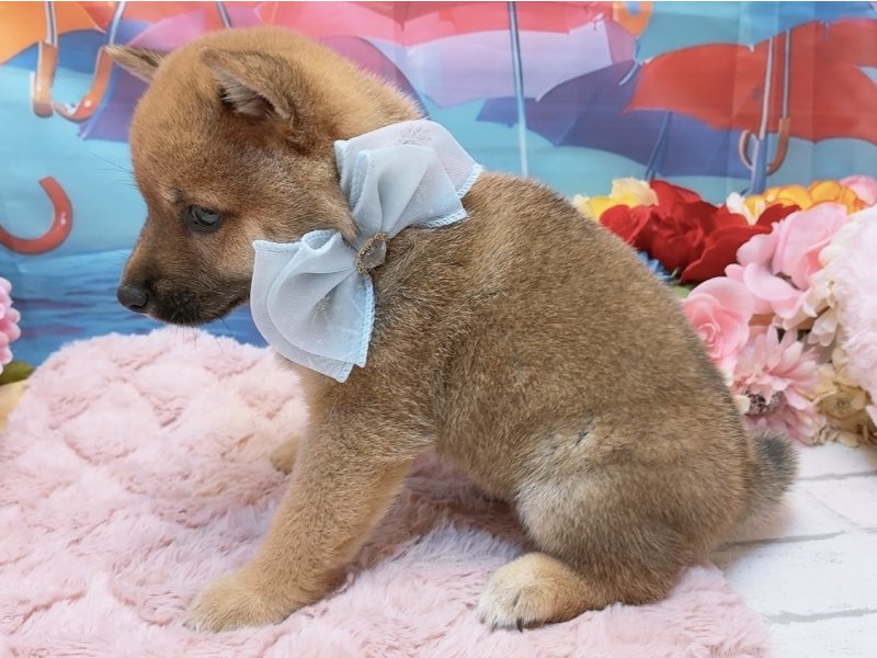 愛知県の豆柴 (ペッツワン豊田四郷店/2026年4月18日生まれ/男の子/赤)の子犬の3枚目の画像