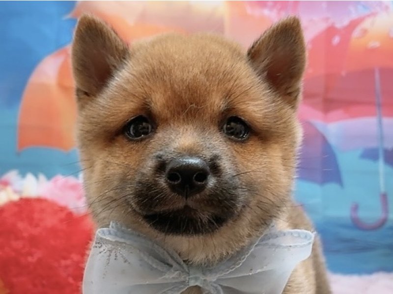 愛知県の豆柴 (ペッツワン豊田四郷店/2026年4月18日生まれ/男の子/赤)の子犬の1枚目の画像