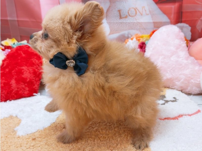 愛知県のハーフ犬・ミックス犬 (ペッツワン豊田四郷店/2026年2月14日生まれ/男の子/クリーム)の子犬の3枚目の画像