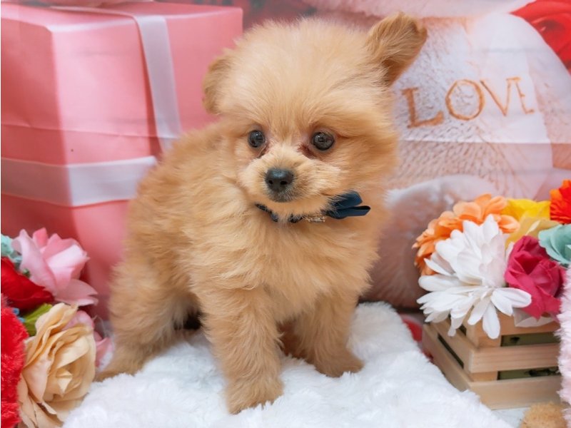 愛知県のハーフ犬・ミックス犬 (ペッツワン豊田四郷店/2026年2月14日生まれ/男の子/クリーム)の子犬の2枚目の画像