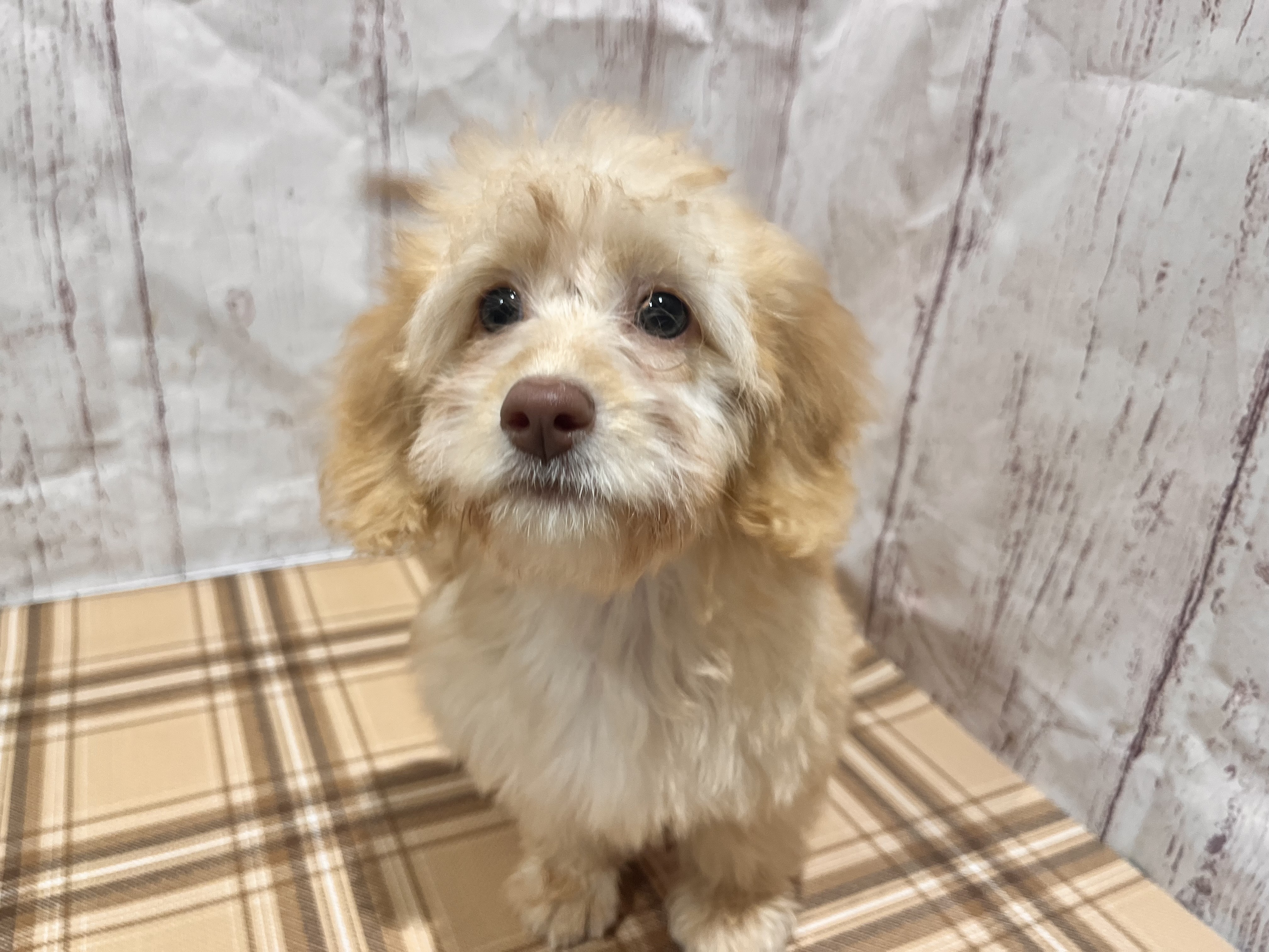 埼玉県のハーフ犬・ミックス犬 (ペッツワン羽生店/2026年3月30日生まれ/女の子/クリーム)の子犬の3枚目の画像