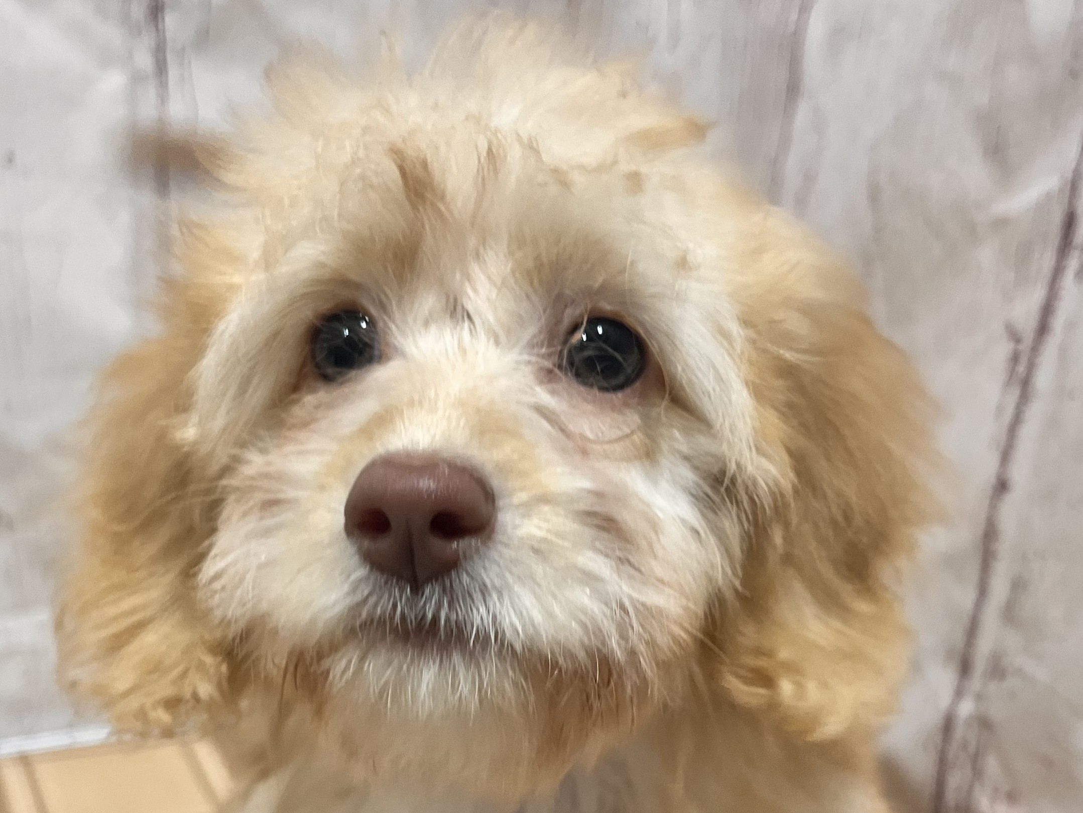 埼玉県のハーフ犬・ミックス犬 (ペッツワン羽生店/2026年3月30日生まれ/女の子/クリーム)の子犬の1枚目の画像