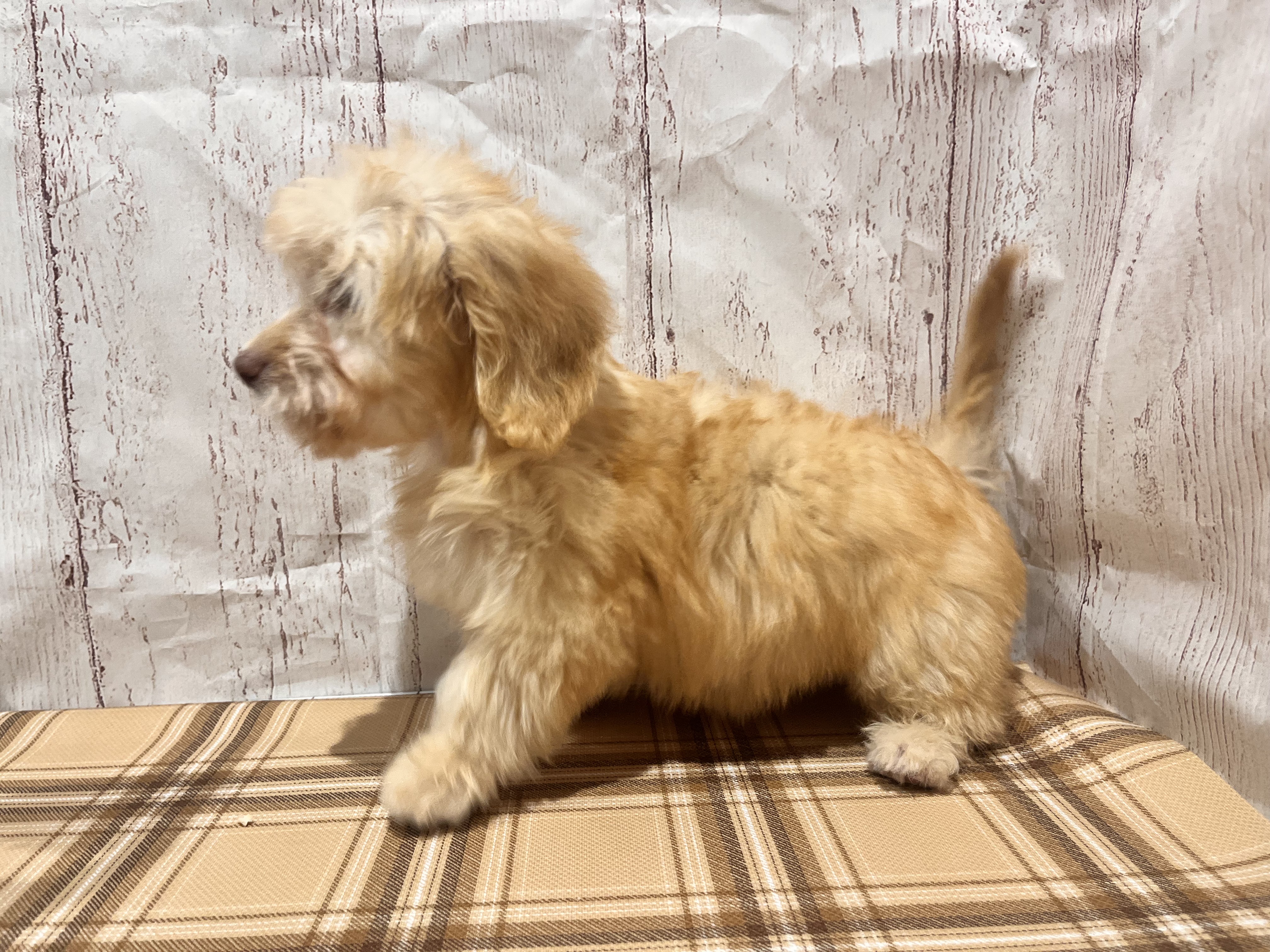 埼玉県のハーフ犬・ミックス犬 (ペッツワン羽生店/2026年3月30日生まれ/女の子/クリーム)の子犬の2枚目の画像