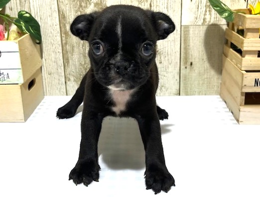 静岡県のハーフ犬・ミックス犬 (ペッツワン浜松都田テクノ店/2026年4月21日生まれ/男の子/ブラック)の子犬