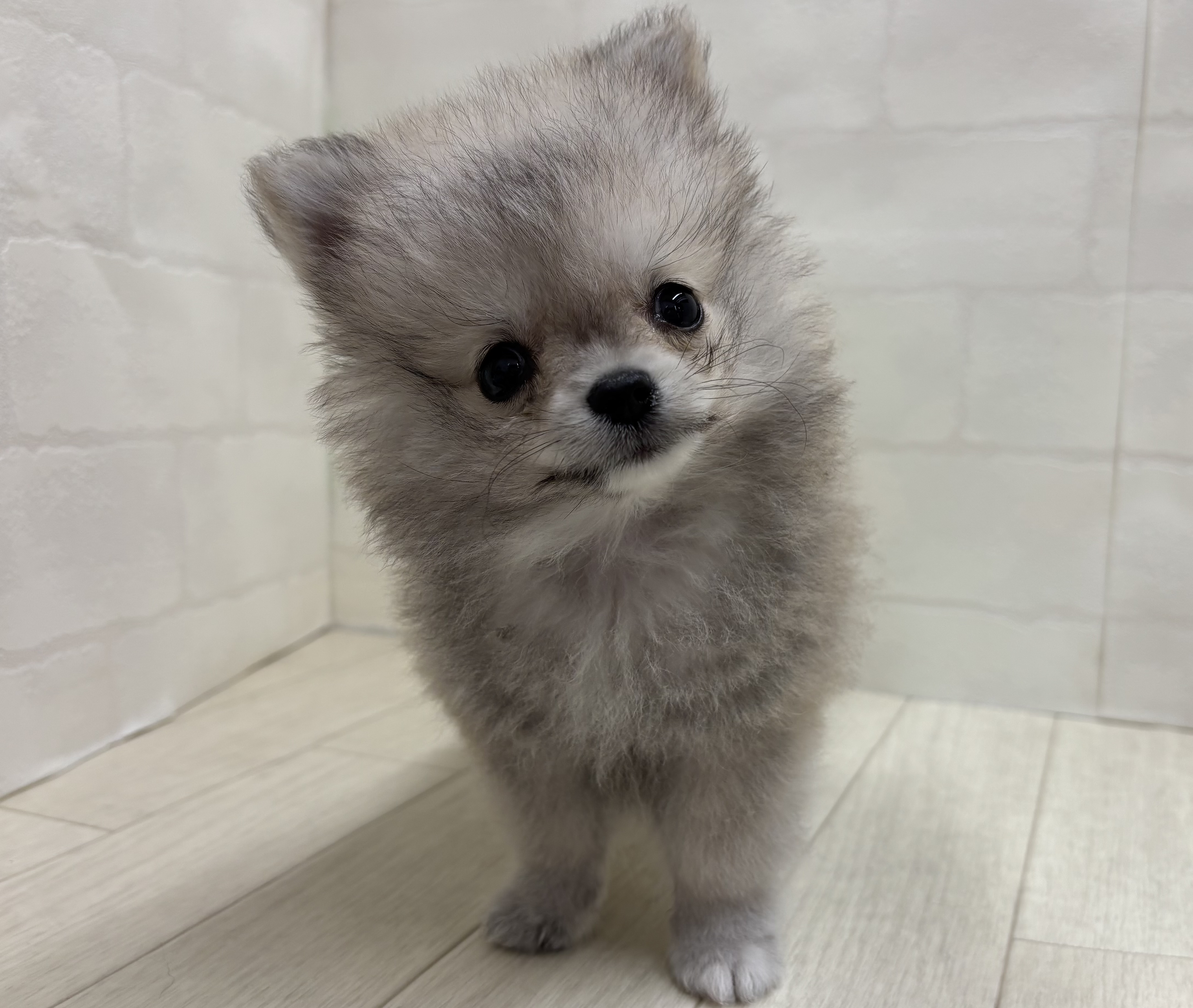 埼玉県のハーフ犬・ミックス犬 (ペッツワン大利根店/2026年4月20日生まれ/男の子/オレンジ)の子犬