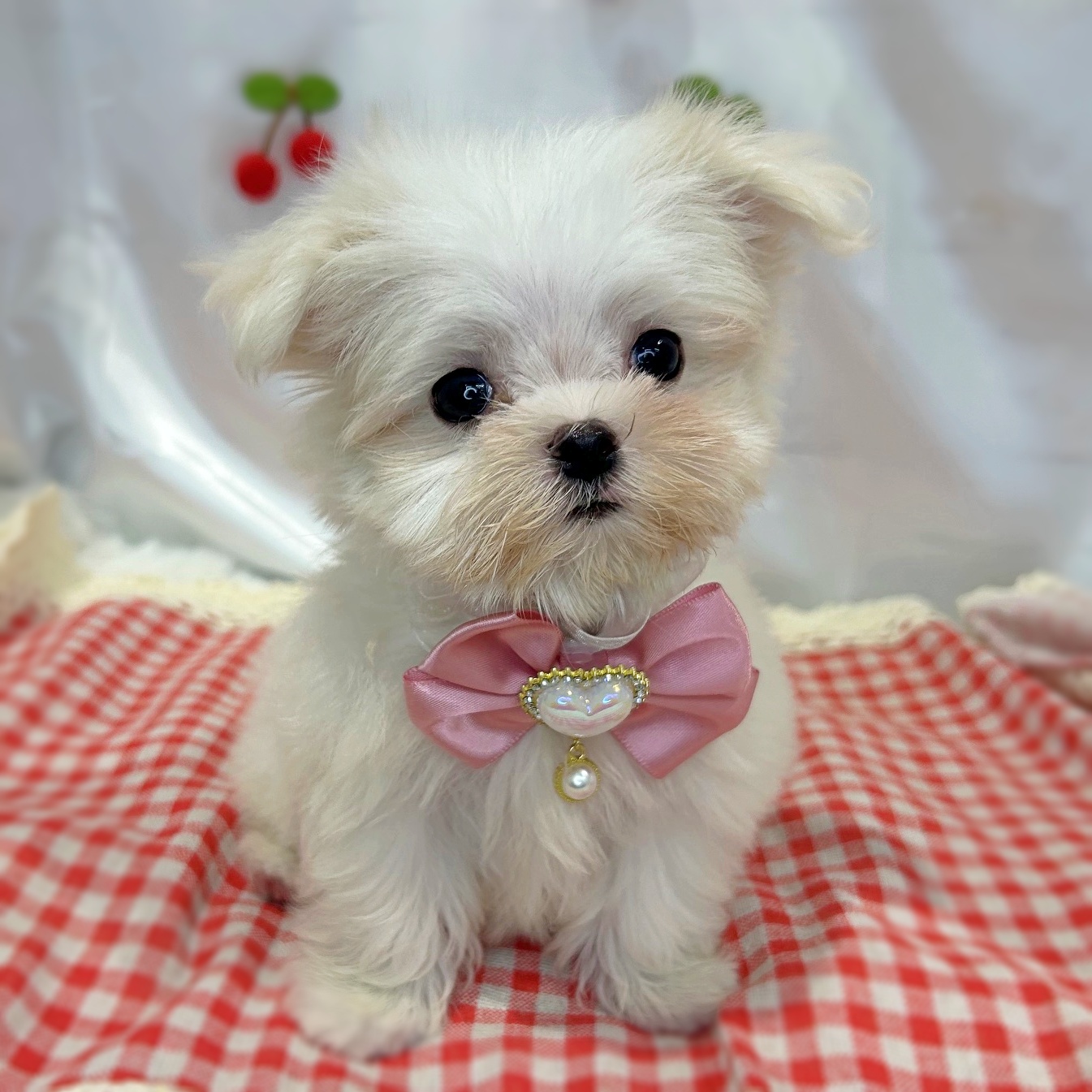 滋賀県のマルチーズ (ペッツワン堅田店/2026年4月23日生まれ/男の子/ホワイト)の子犬