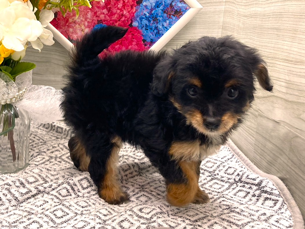 京都府のハーフ犬・ミックス犬 (ペッツワン木津川店/2026年4月17日生まれ/男の子/ブラックタンホワイト)の子犬の2枚目の画像