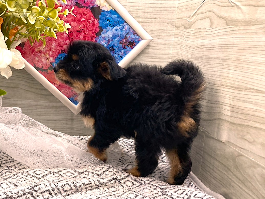 京都府のハーフ犬・ミックス犬 (ペッツワン木津川店/2026年4月17日生まれ/男の子/ブラックタンホワイト)の子犬の3枚目の画像