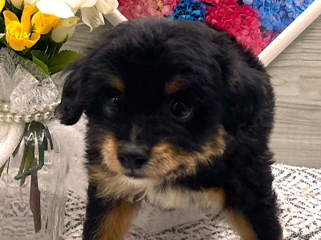 京都府のハーフ犬・ミックス犬 (ペッツワン木津川店/2026年4月17日生まれ/男の子/ブラックタンホワイト)の子犬の1枚目の画像