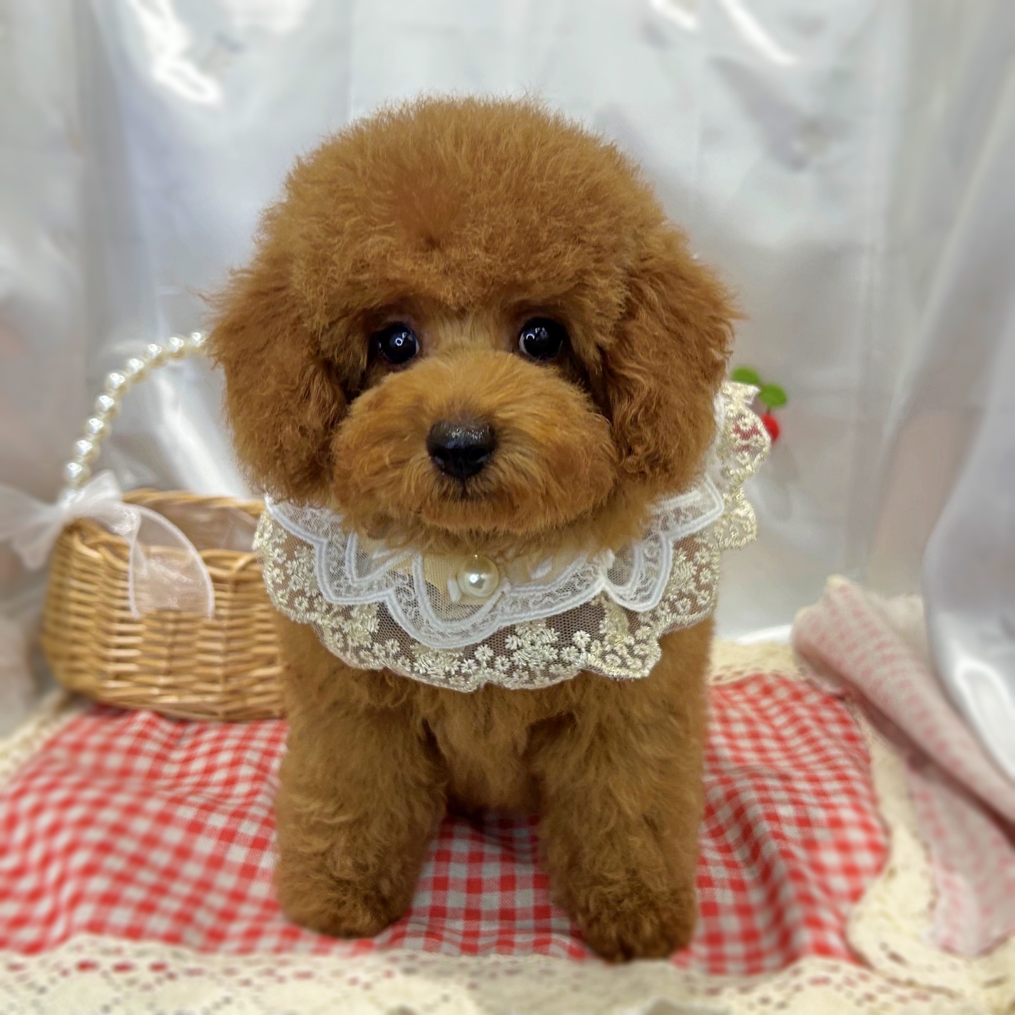 滋賀県のトイプードル(トイ) (ペッツワン堅田店/2026年3月17日生まれ/男の子/レッド)の子犬