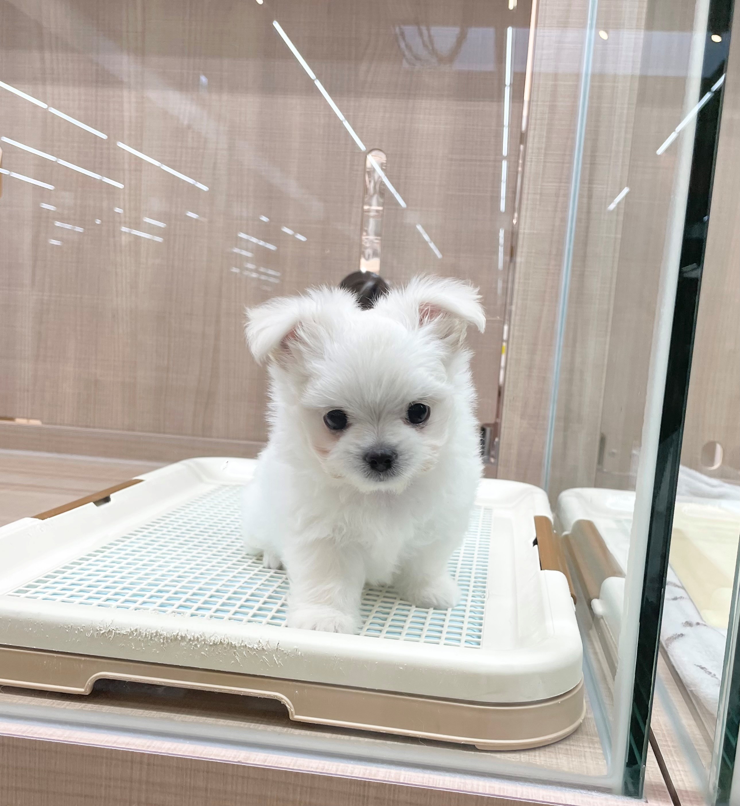 岐阜県のハーフ犬・ミックス犬 (ペッツワン可児店/2026年4月10日生まれ/男の子/クリームホワイト)の子犬の3枚目の画像