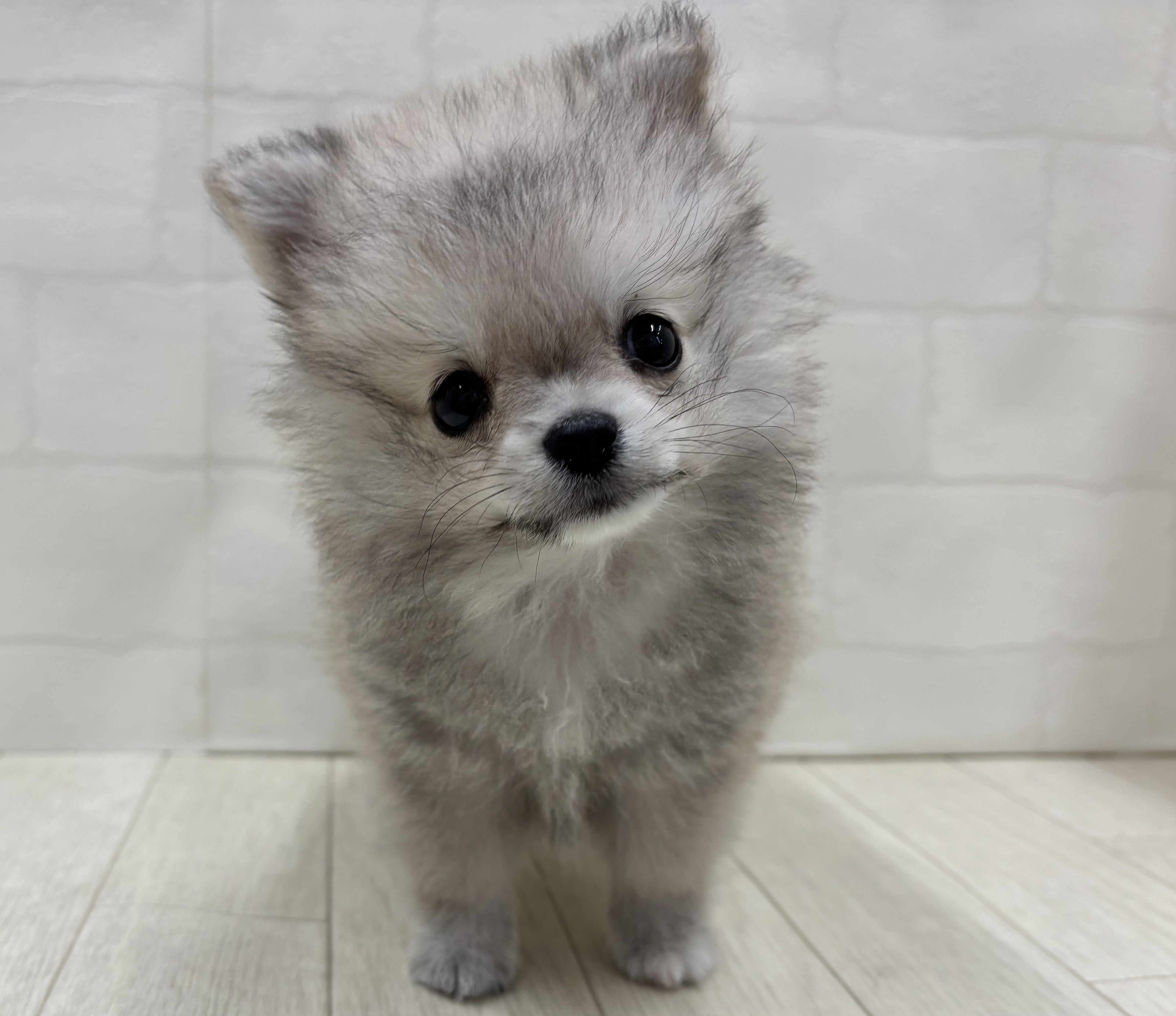 埼玉県のハーフ犬・ミックス犬 (ペッツワン大利根店/2026年4月20日生まれ/男の子/オレンジ)の子犬の1枚目の画像
