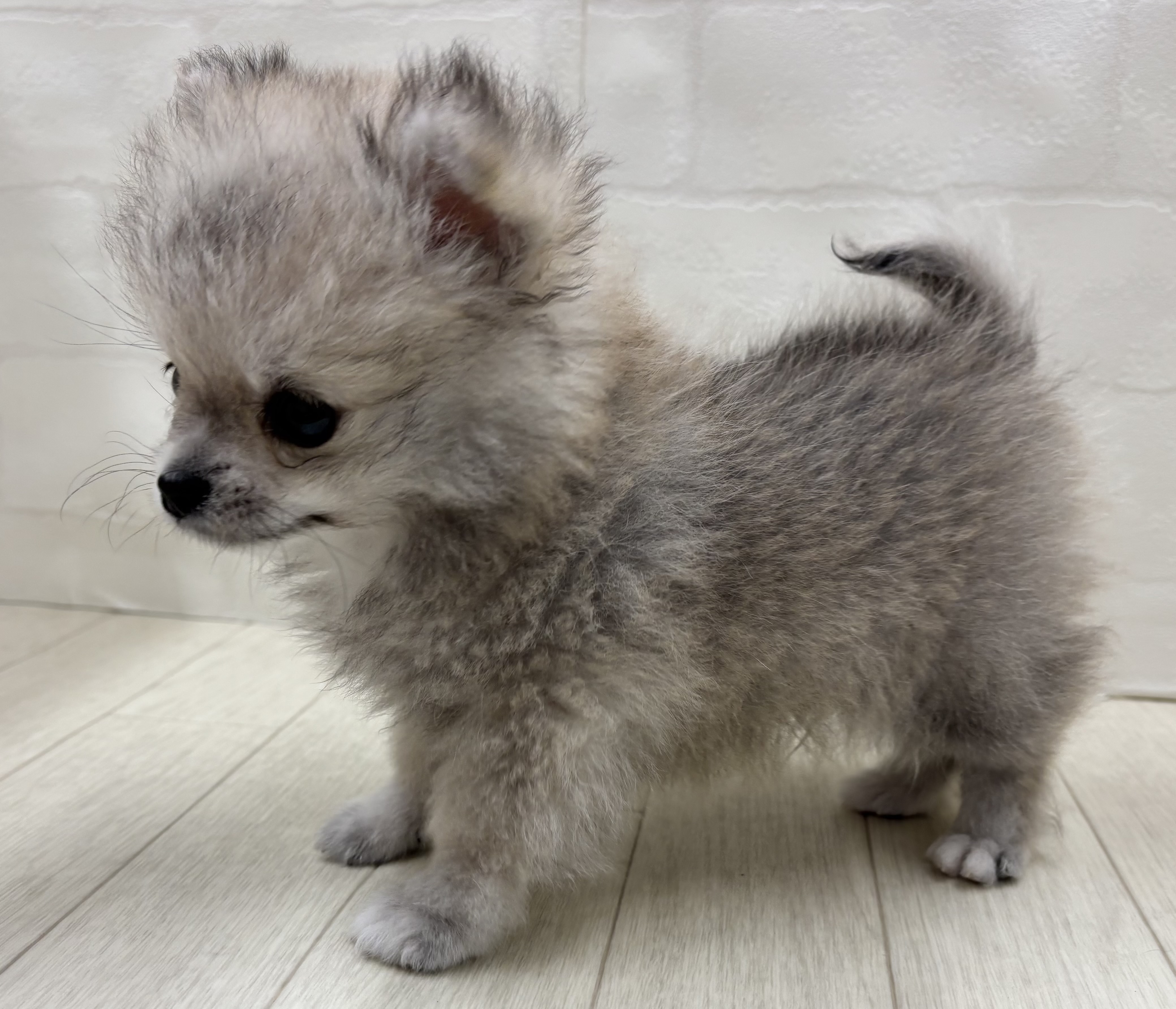埼玉県のハーフ犬・ミックス犬 (ペッツワン大利根店/2026年4月20日生まれ/男の子/オレンジ)の子犬の3枚目の画像