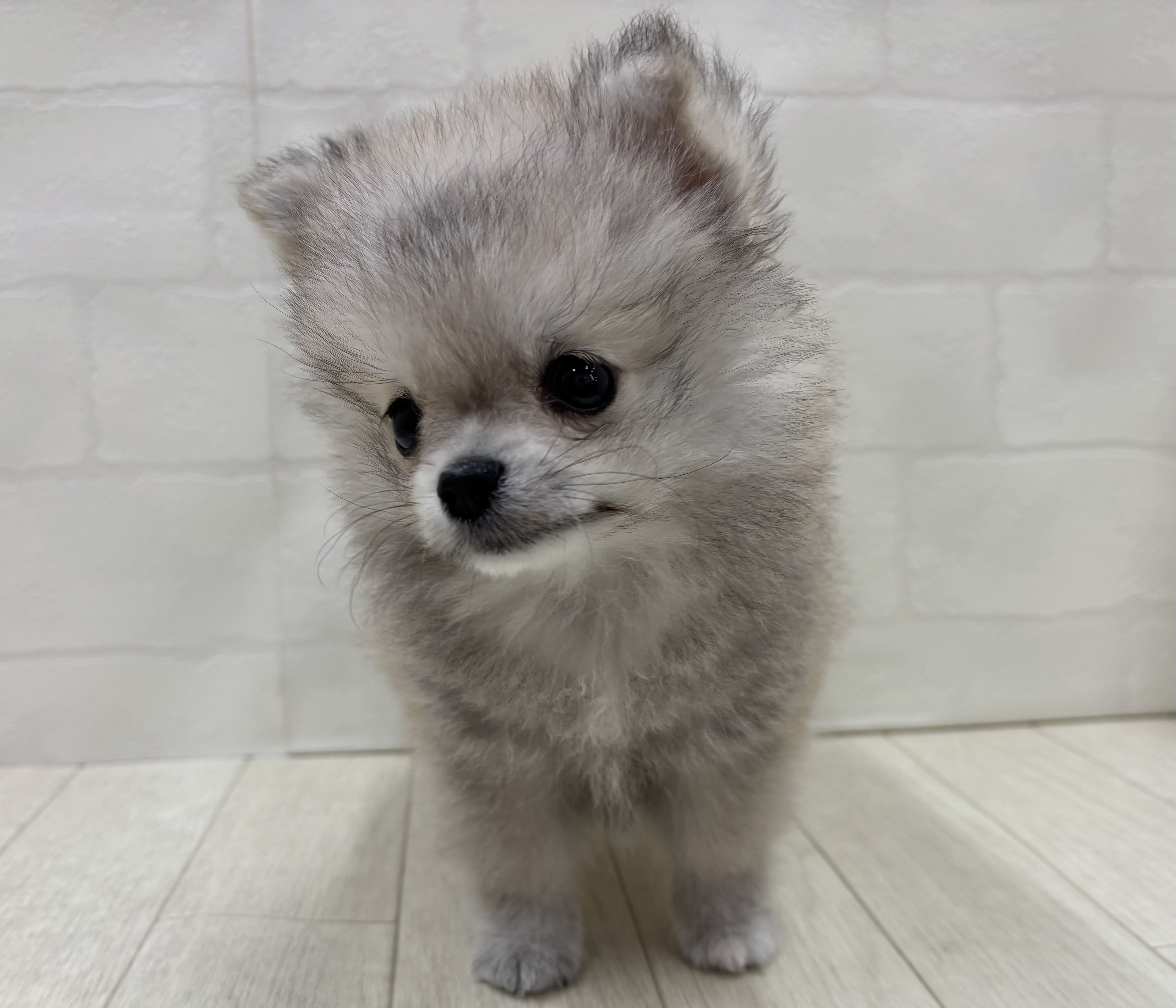 埼玉県のハーフ犬・ミックス犬 (ペッツワン大利根店/2026年4月20日生まれ/男の子/オレンジ)の子犬の2枚目の画像