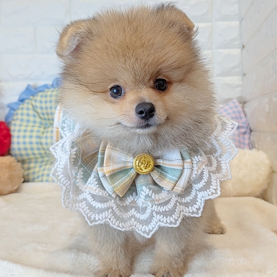 京都府のポメラニアン (ペッツワン亀岡店/2026年4月22日生まれ/男の子/オレンジ)の子犬