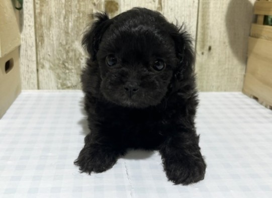 静岡県のハーフ犬・ミックス犬 (ペッツワン浜松都田テクノ店/2026年4月17日生まれ/女の子/ブラック)の子犬