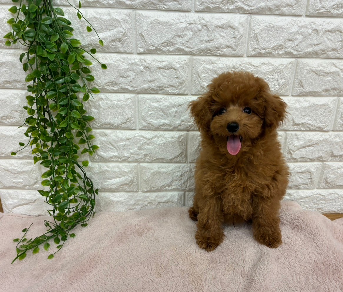 埼玉県のトイプードル(トイ) (ペッツワン東松山高坂店/2026年3月14日生まれ/男の子/レッド)の子犬