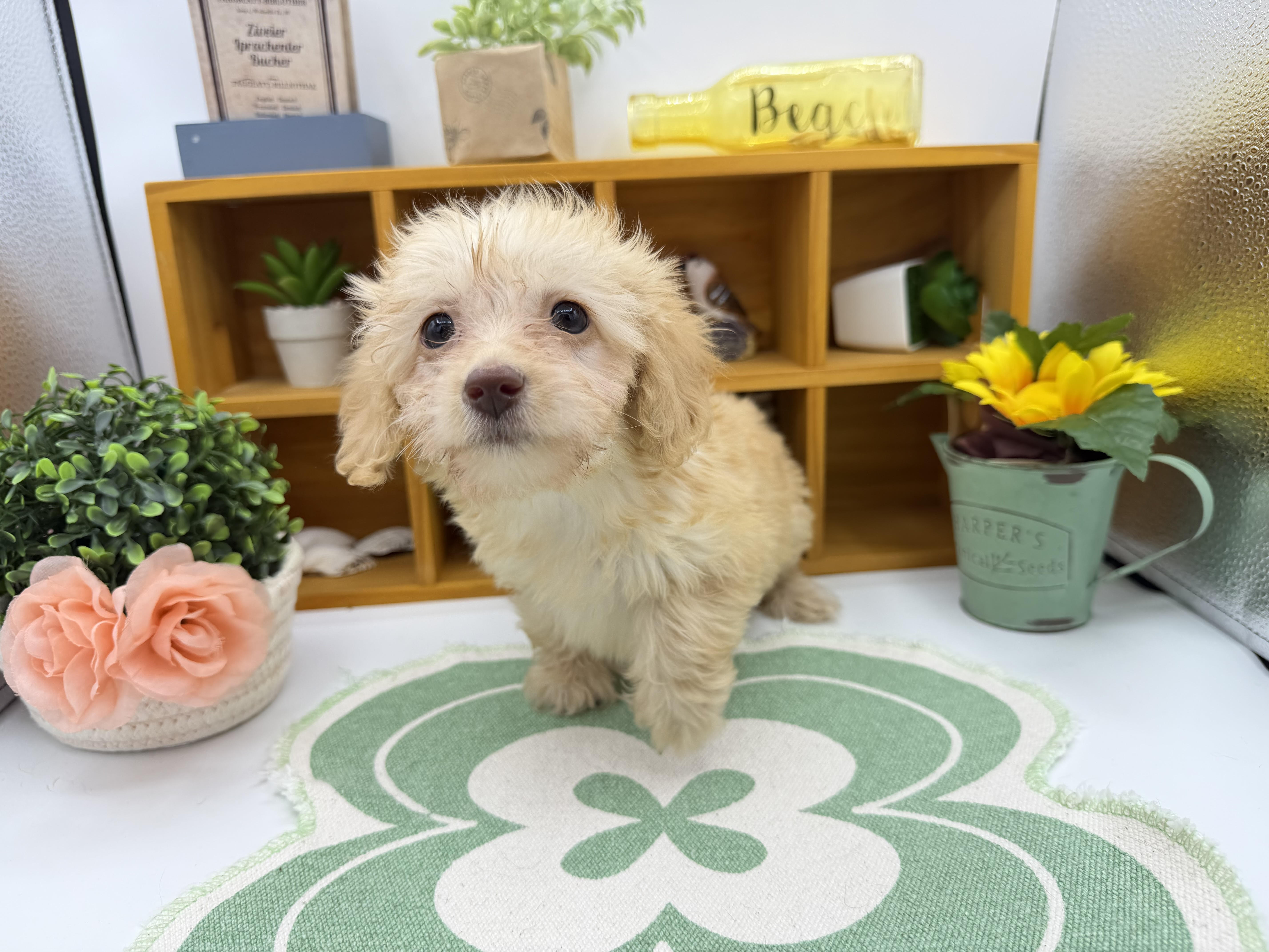 静岡県のハーフ犬・ミックス犬 (ペッツワン清水店/2026年3月30日生まれ/女の子/クリーム)の子犬