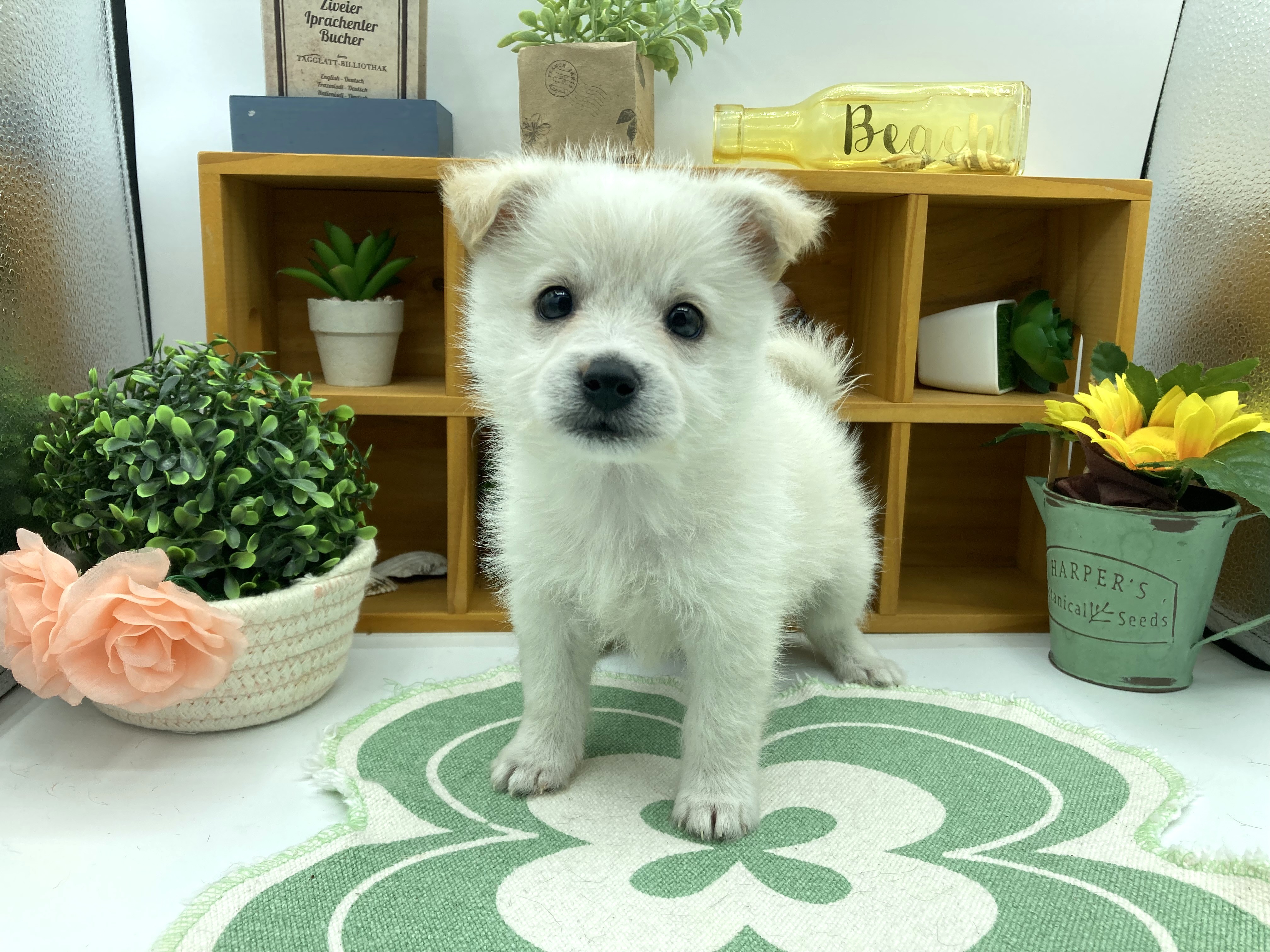 静岡県のハーフ犬・ミックス犬 (ペッツワン清水店/2026年4月20日生まれ/女の子/クリーム)の子犬
