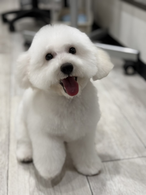 神奈川県のビションフリーゼ (ペッツワン秦野店/2026年1月4日生まれ/男の子/ホワイト)の子犬