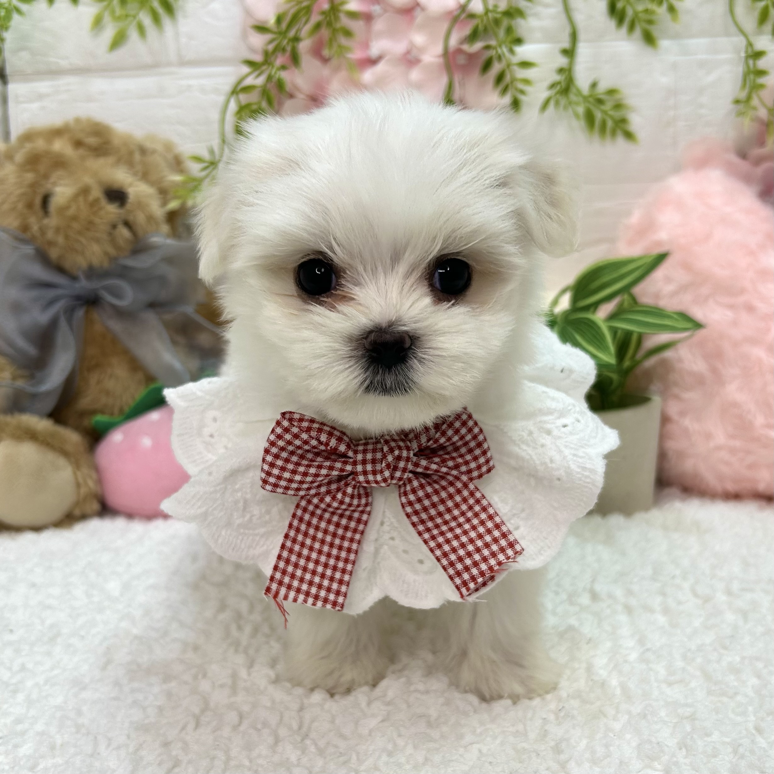 大阪府のマルチーズ (ペッツワン東大阪店/2026年4月9日生まれ/女の子/ホワイト)の子犬の1枚目の画像