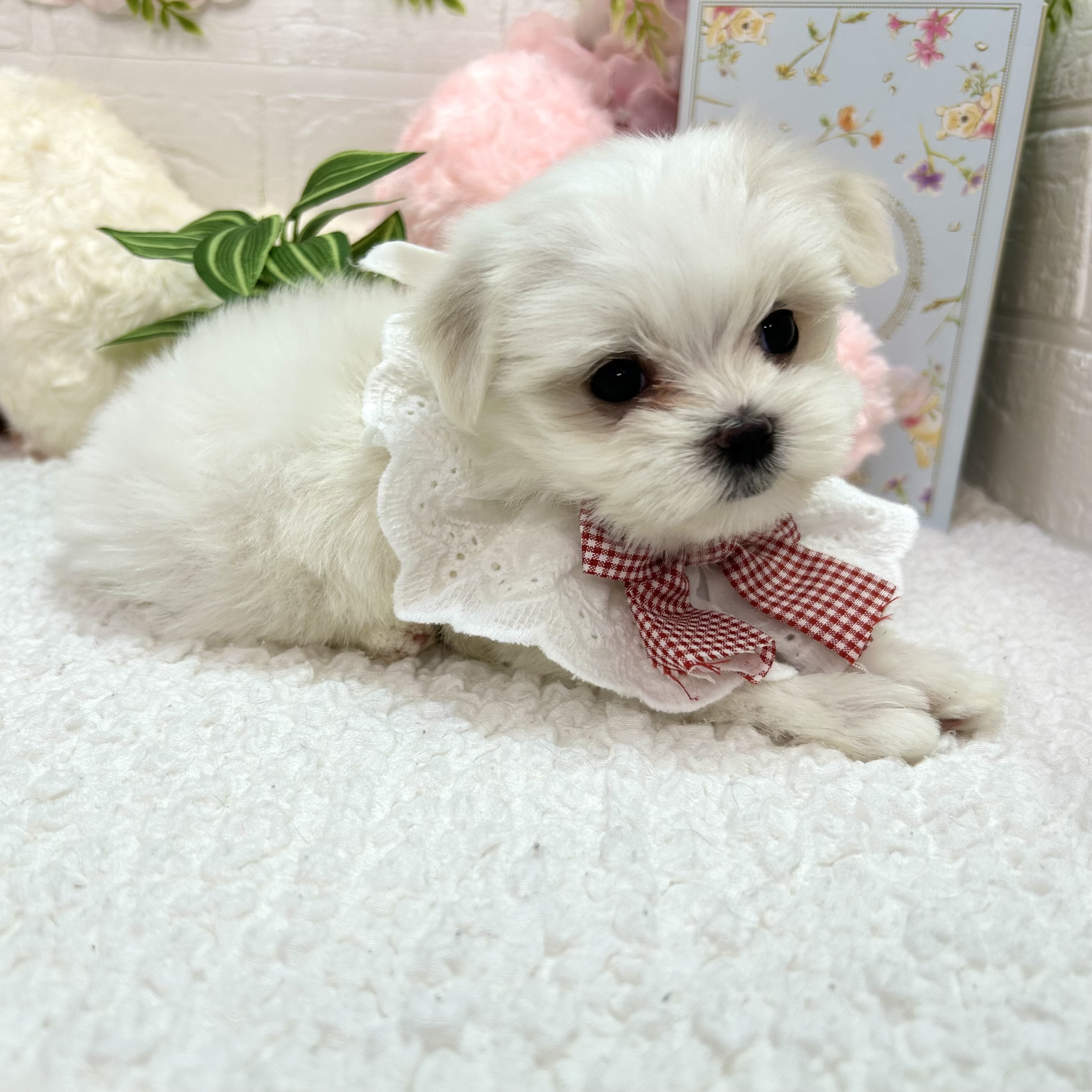 大阪府のマルチーズ (ペッツワン東大阪店/2026年4月9日生まれ/女の子/ホワイト)の子犬の3枚目の画像