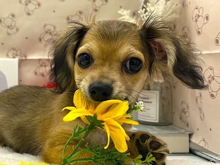 静岡県のハーフ犬・ミックス犬 (ペッツワン掛川店/2026年4月18日生まれ/男の子/フォーン)の子犬