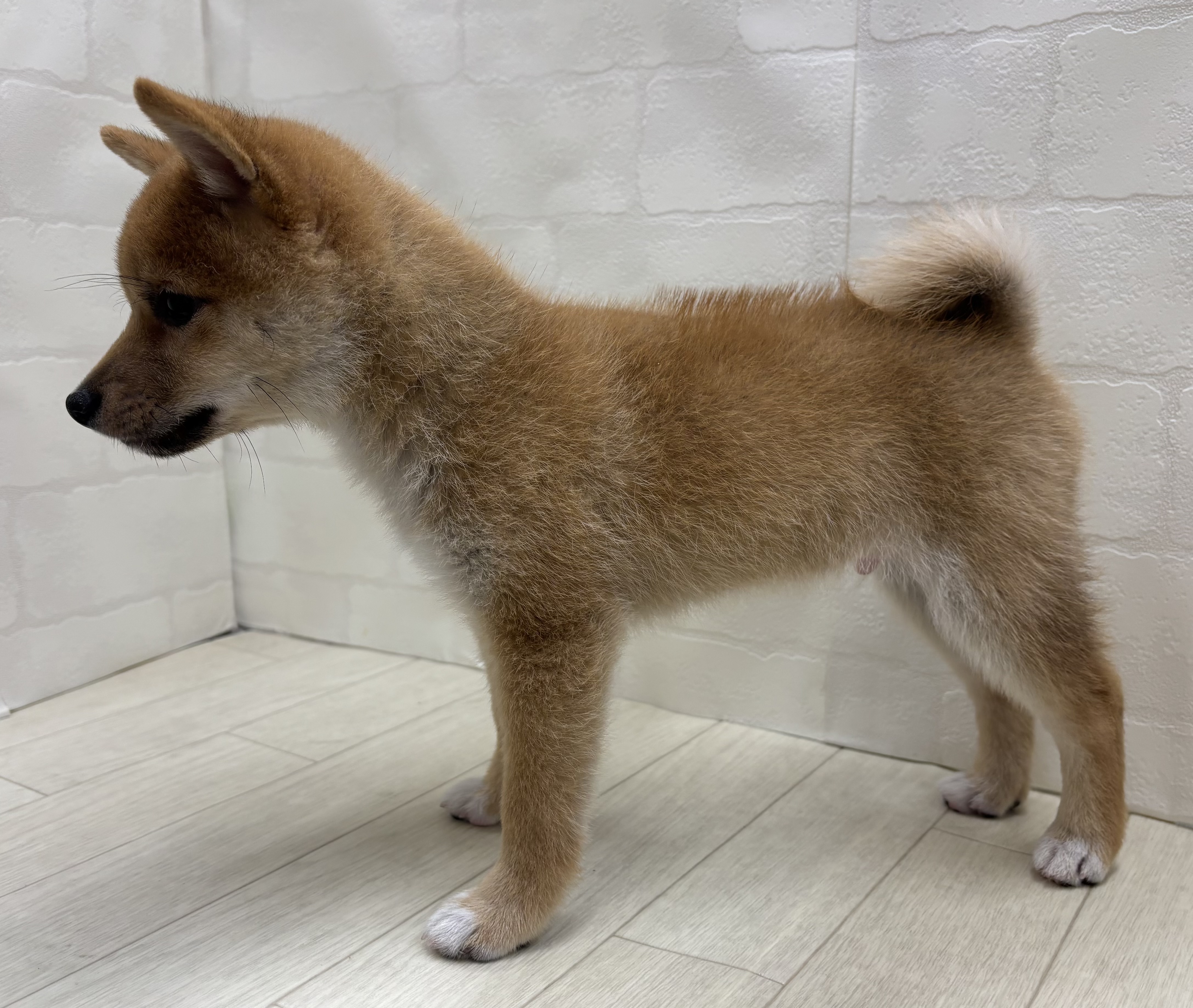 埼玉県の豆柴 (ペッツワン大利根店/2026年3月30日生まれ/男の子/赤)の子犬の3枚目の画像