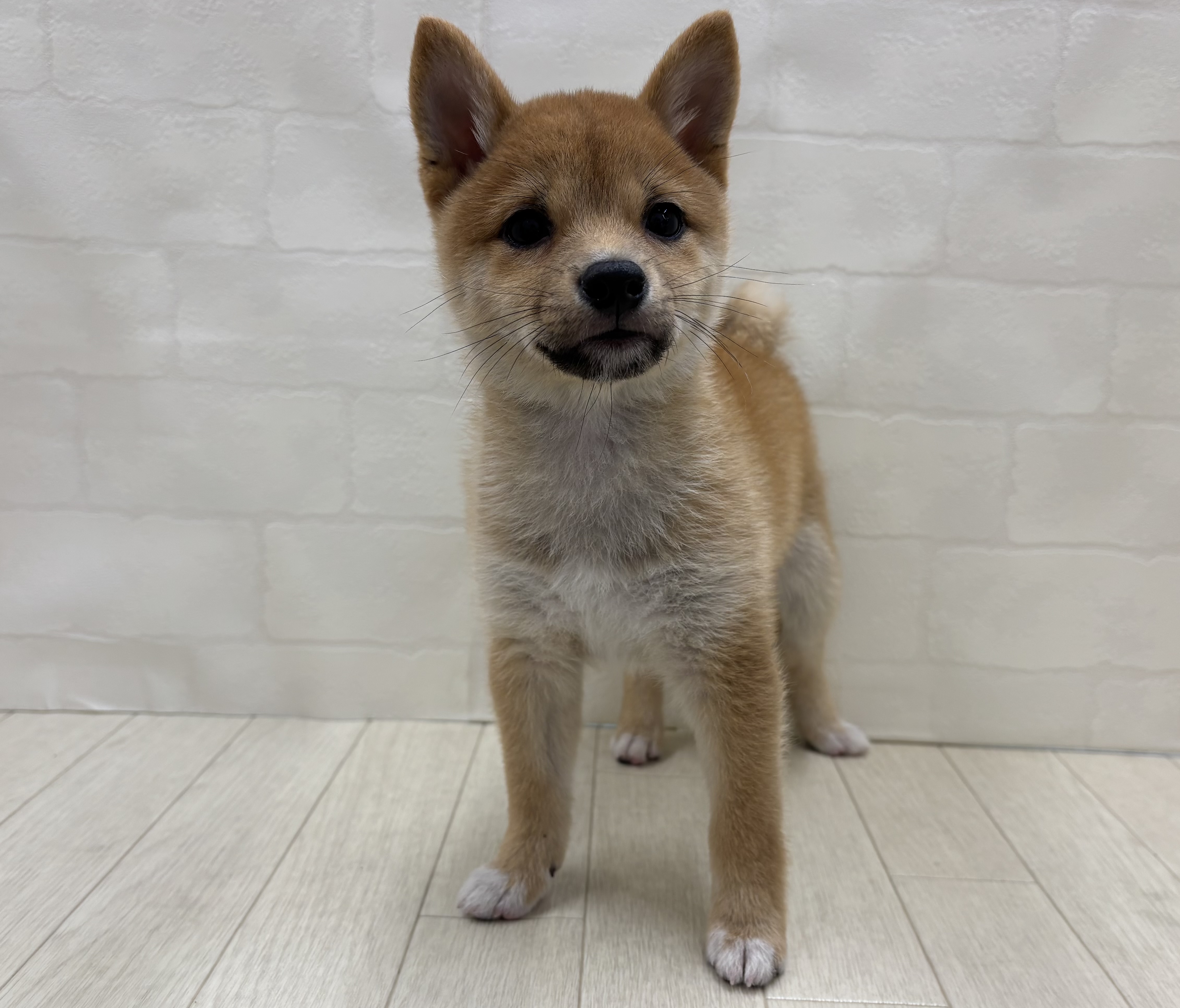 埼玉県の豆柴 (ペッツワン大利根店/2026年3月30日生まれ/男の子/赤)の子犬の2枚目の画像