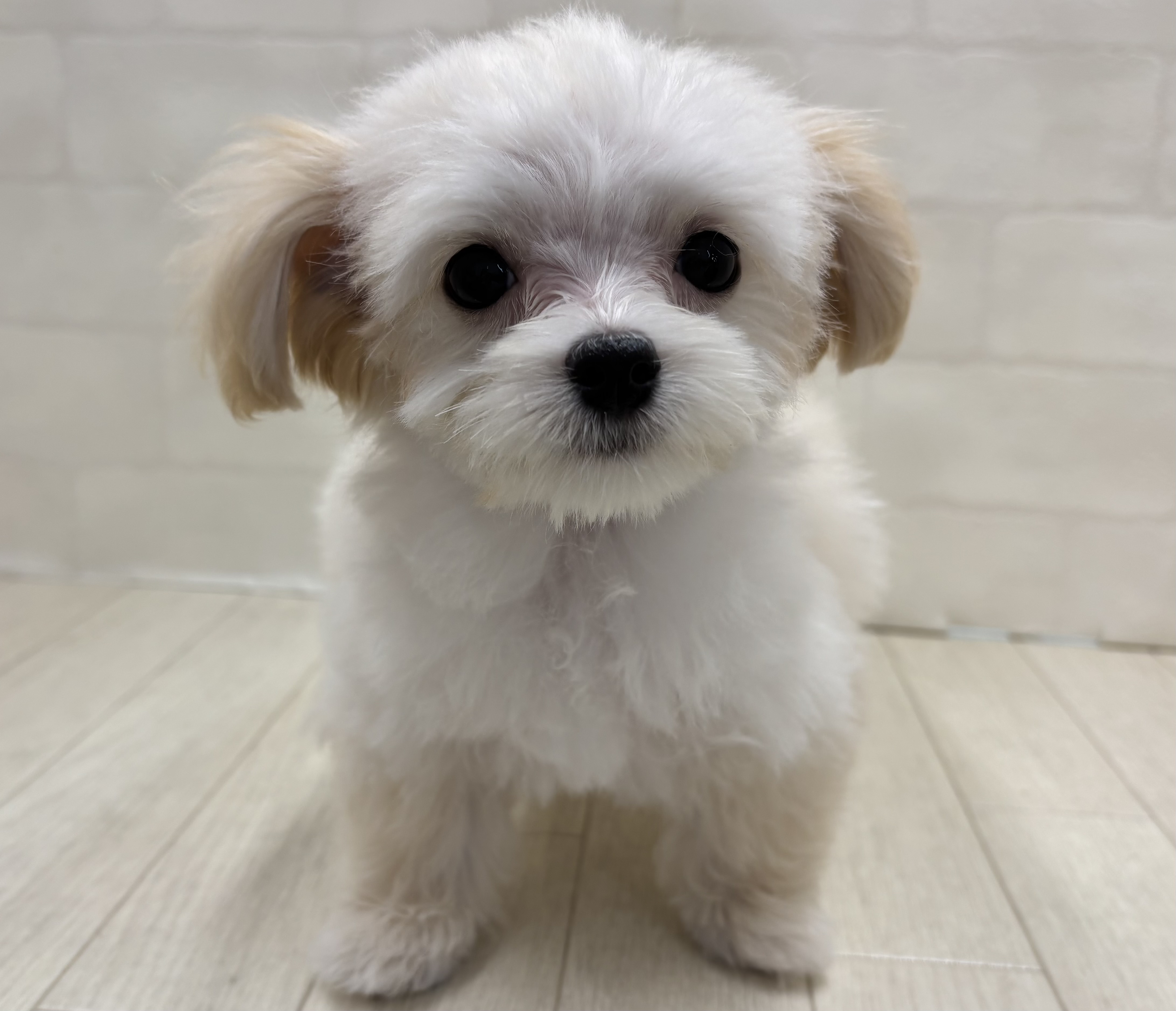 埼玉県のハーフ犬・ミックス犬 (ペッツワン大利根店/2026年3月17日生まれ/男の子/クリーム)の子犬