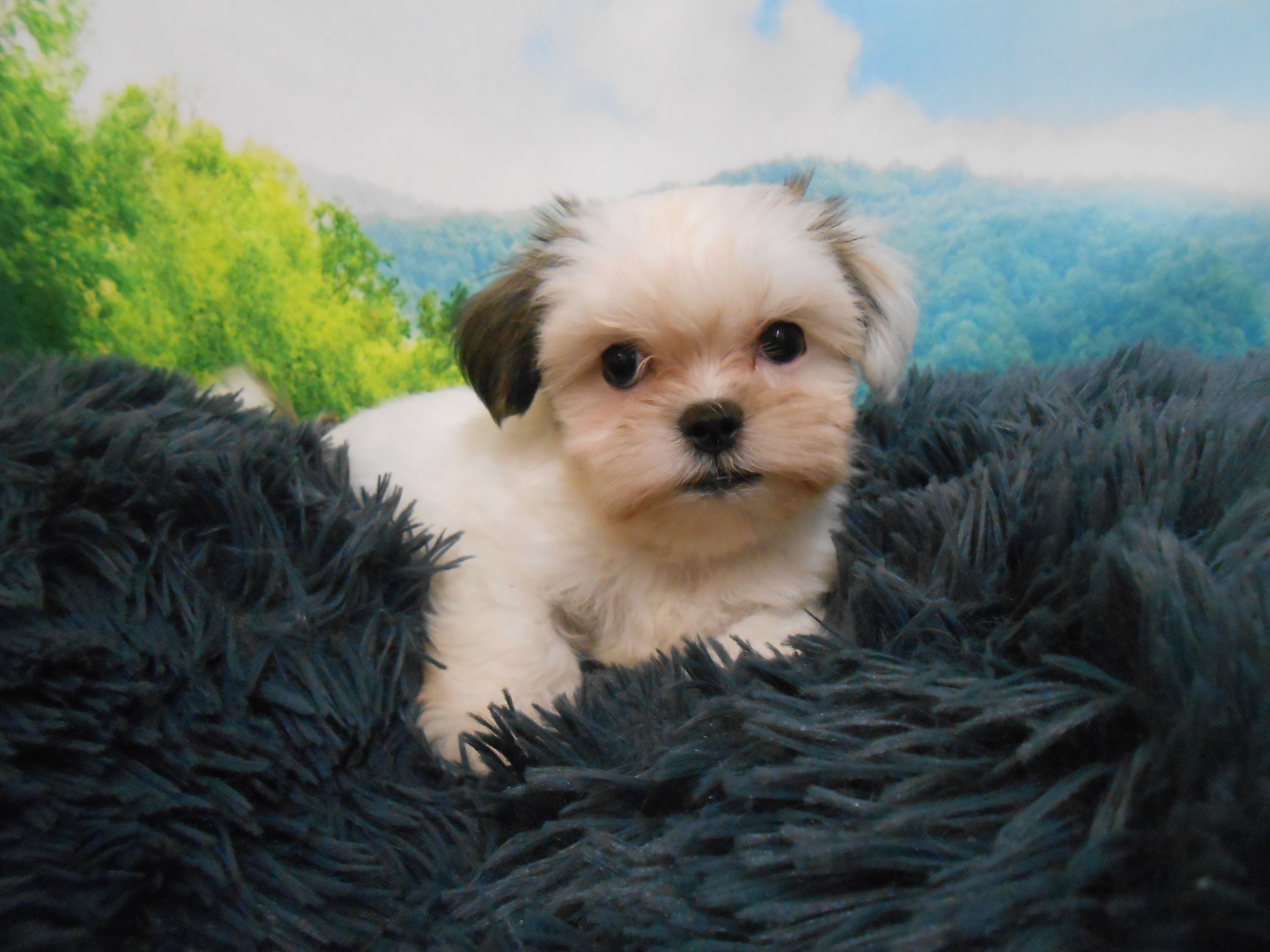 愛知県のハーフ犬・ミックス犬 (ペッツワン半田店/2026年4月22日生まれ/女の子/ホワイト)の子犬