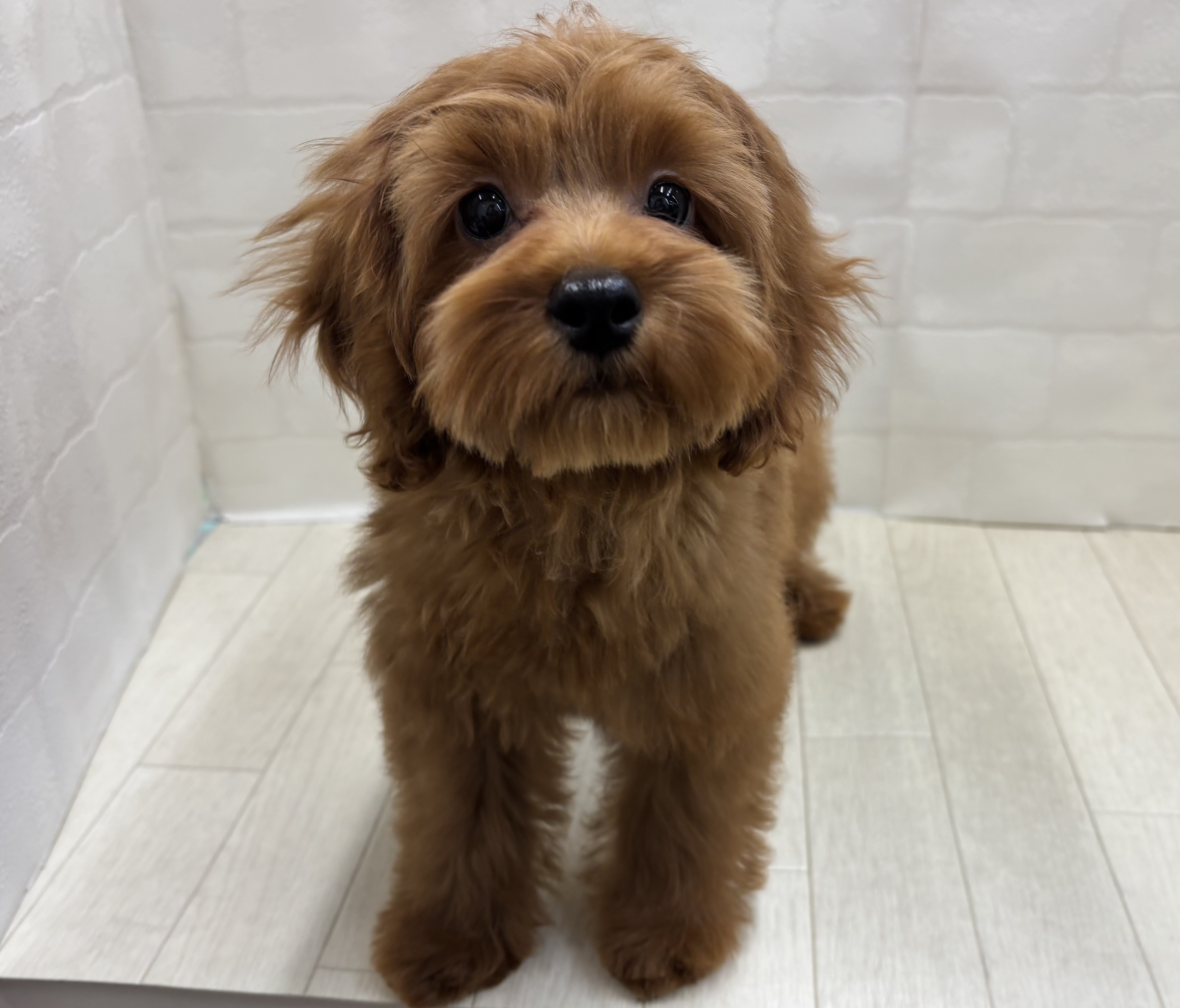 埼玉県のハーフ犬・ミックス犬 (ペッツワン大利根店/2026年2月9日生まれ/女の子/レッド)の子犬