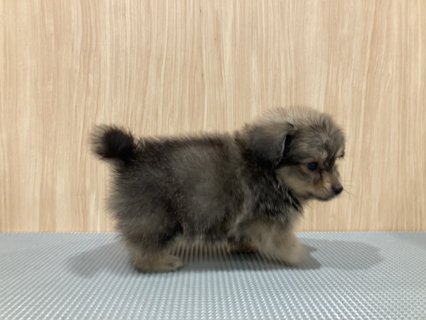 福島県のハーフ犬・ミックス犬 (ペッツワン会津若松店/2026年4月27日生まれ/男の子/クリームセーブル)の子犬の3枚目の画像