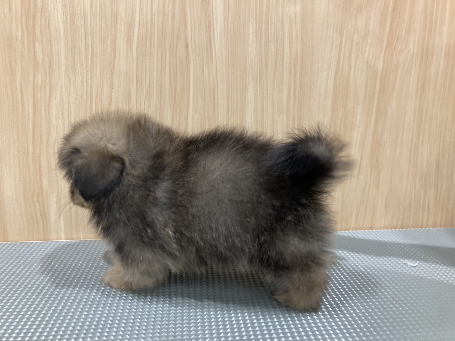 福島県のハーフ犬・ミックス犬 (ペッツワン会津若松店/2026年4月27日生まれ/男の子/クリームセーブル)の子犬の2枚目の画像