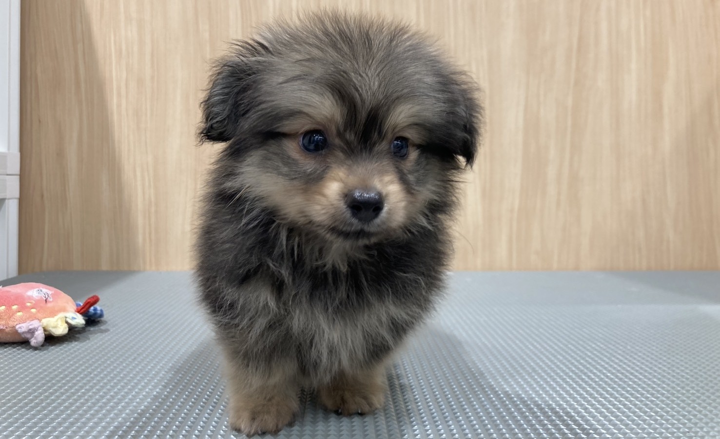 福島県のハーフ犬・ミックス犬 (ペッツワン会津若松店/2026年4月27日生まれ/男の子/クリームセーブル)の子犬の1枚目の画像