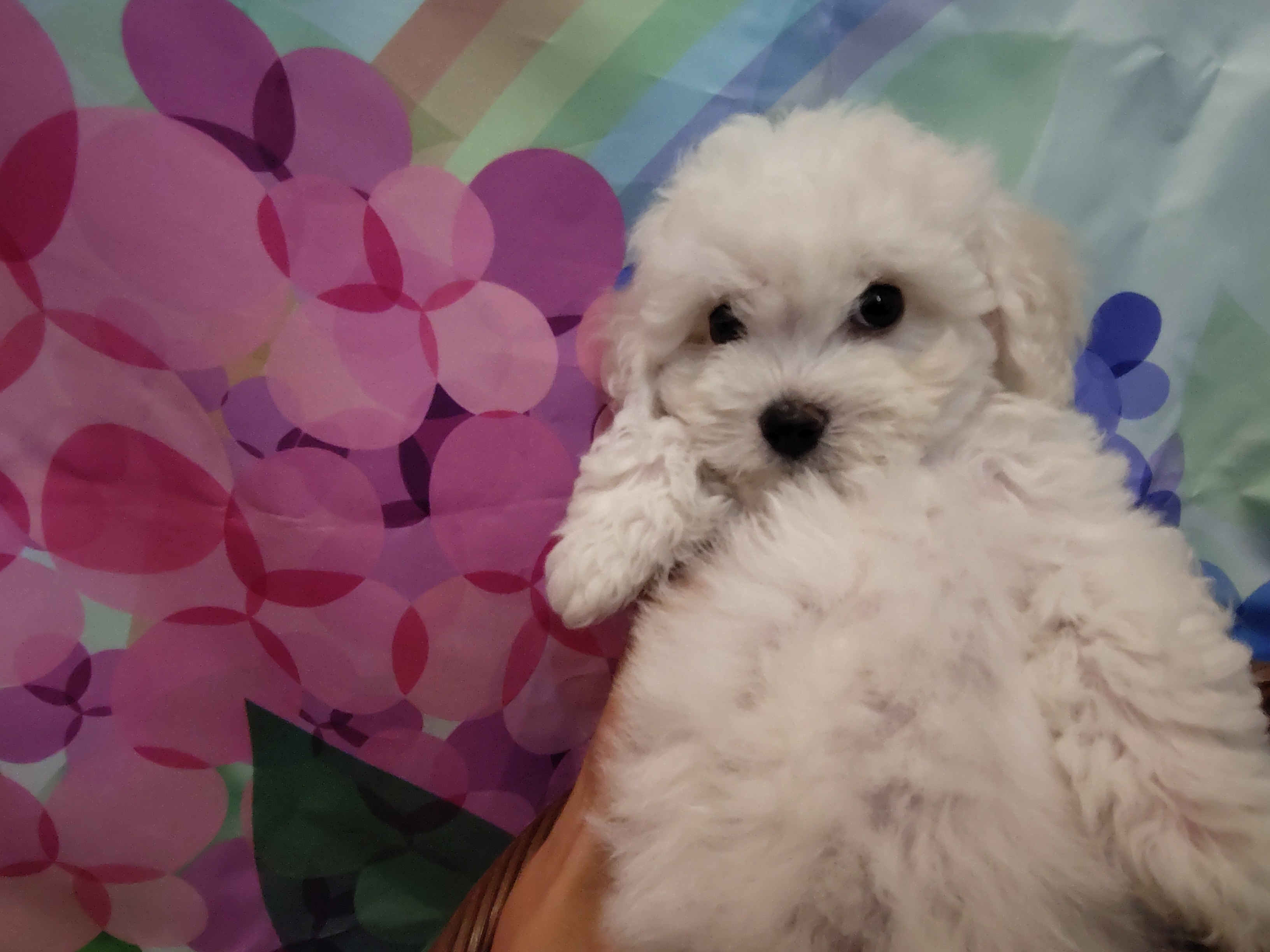 岐阜県のハーフ犬・ミックス犬 (ペッツワン関店/2026年4月29日生まれ/女の子/ホワイト)の子犬
