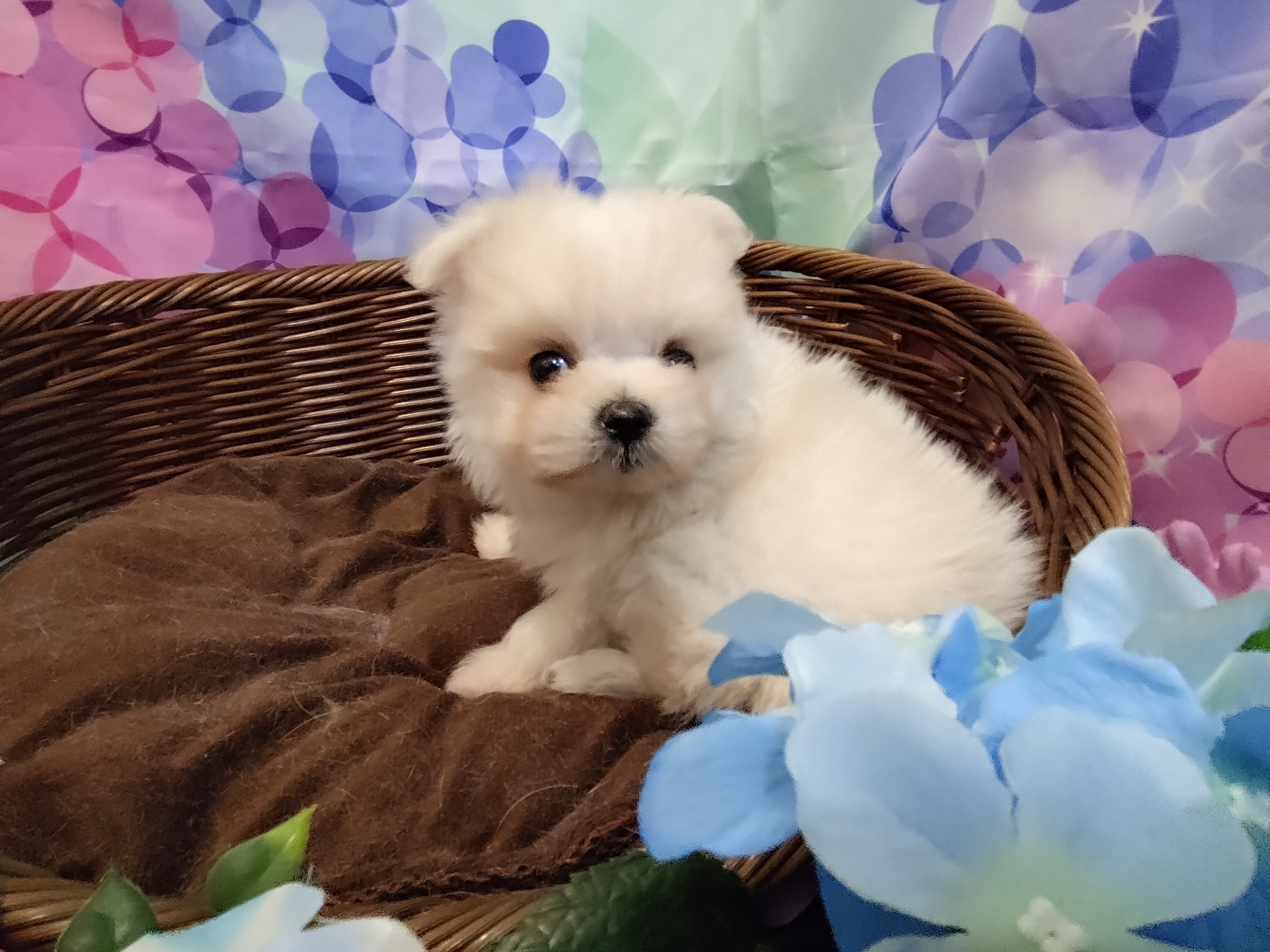 岐阜県のハーフ犬・ミックス犬 (ペッツワン関店/2026年5月3日生まれ/女の子/クリーム)の子犬