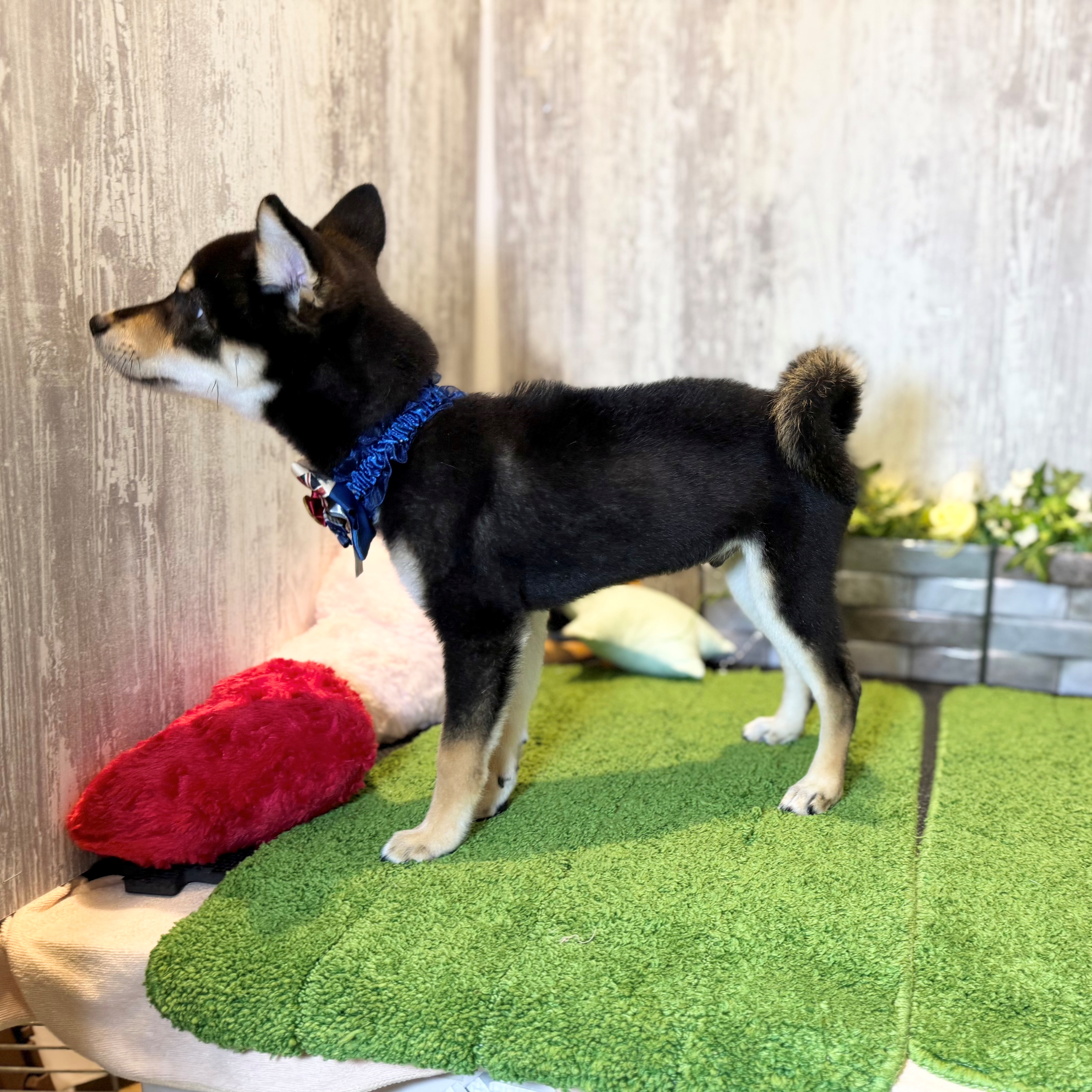 兵庫県の柴犬(標準サイズ) (ペッツワン姫路大津店/2026年2月26日生まれ/男の子/黒)の子犬の2枚目の画像