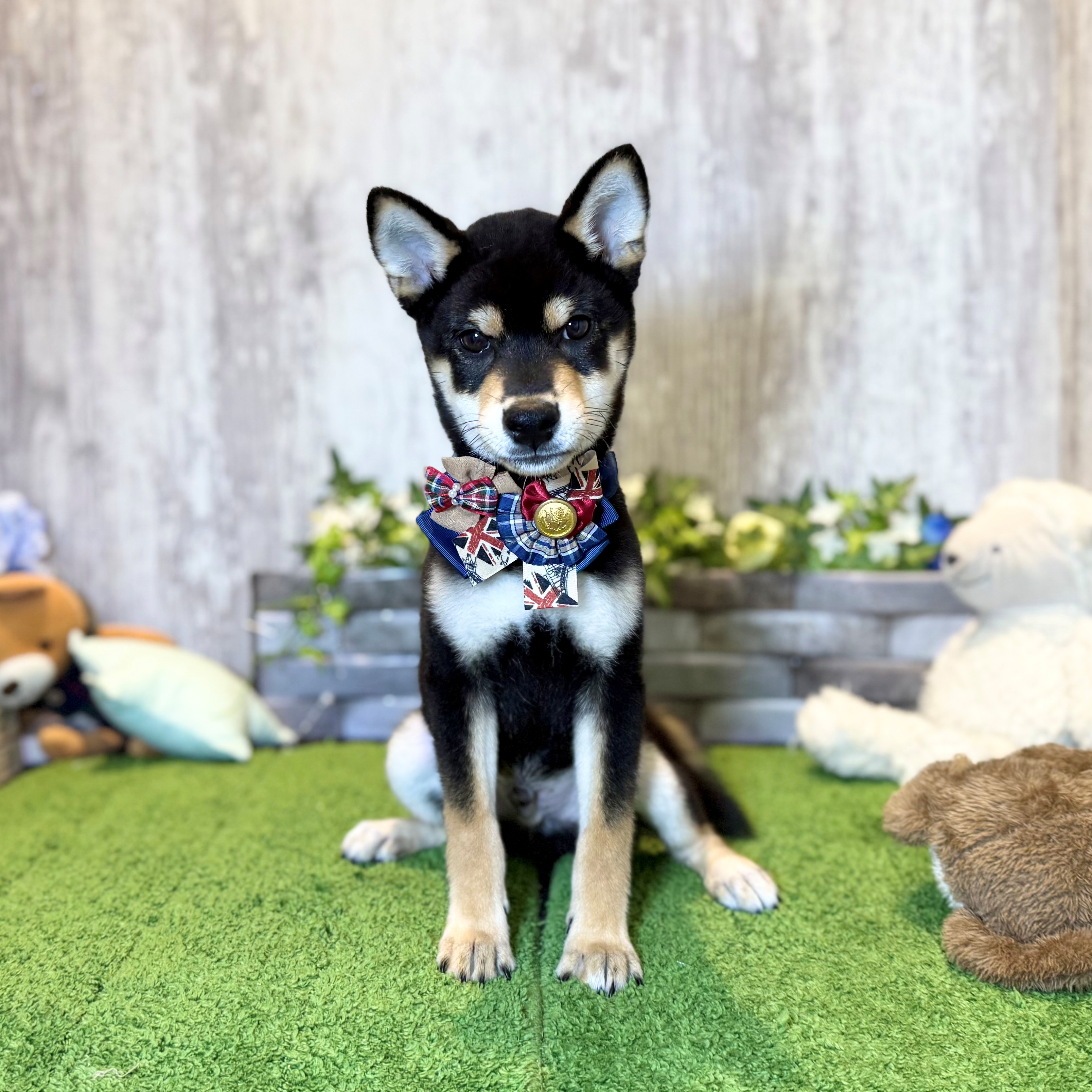 兵庫県の柴犬(標準サイズ) (ペッツワン姫路大津店/2026年2月26日生まれ/男の子/黒)の子犬の1枚目の画像
