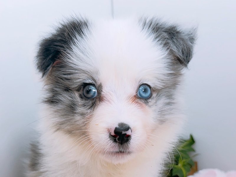 愛知県のボーダーコリー (ペッツワン小牧店/2026年3月17日生まれ/女の子/ブルーマール)の子犬