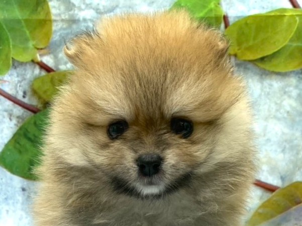 埼玉県のポメラニアン (ペッツワン北本店/2026年5月2日生まれ/男の子/オレンジ)の子犬