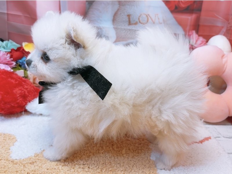 愛知県のハーフ犬・ミックス犬 (ペッツワン豊田四郷店/2026年1月31日生まれ/男の子/ホワイト)の子犬の3枚目の画像