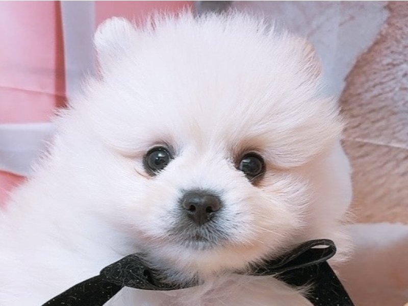 愛知県のハーフ犬・ミックス犬 (ペッツワン豊田四郷店/2026年1月31日生まれ/男の子/ホワイト)の子犬の1枚目の画像