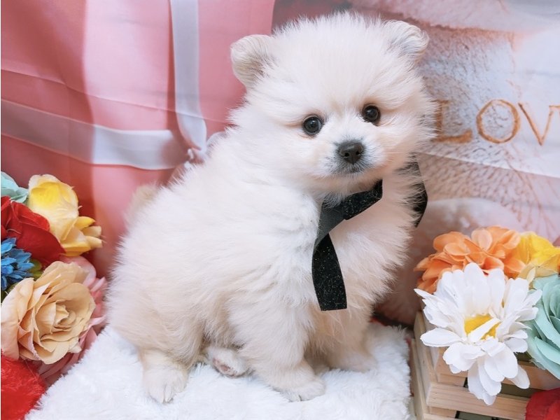 愛知県のハーフ犬・ミックス犬 (ペッツワン豊田四郷店/2026年1月31日生まれ/男の子/ホワイト)の子犬の2枚目の画像