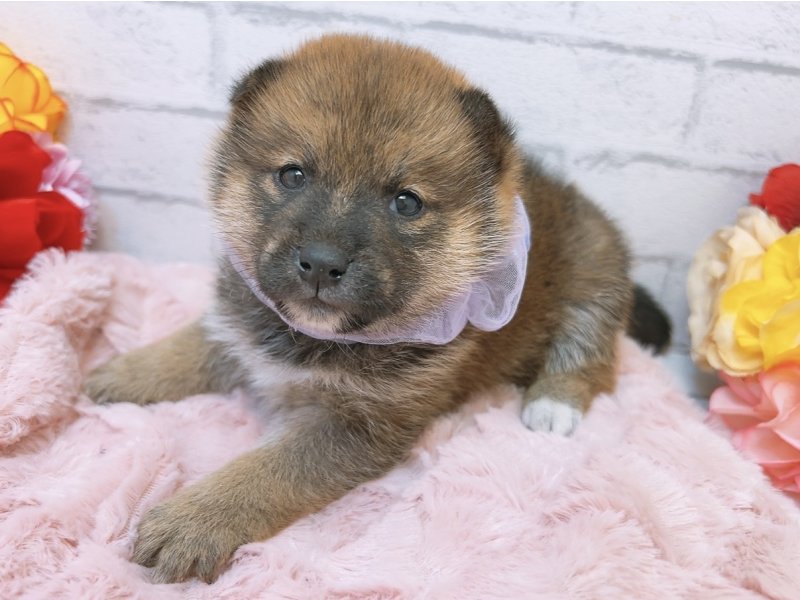 愛知県の柴犬(標準サイズ) (ペッツワン豊田四郷店/2026年3月7日生まれ/男の子/赤)の子犬の2枚目の画像