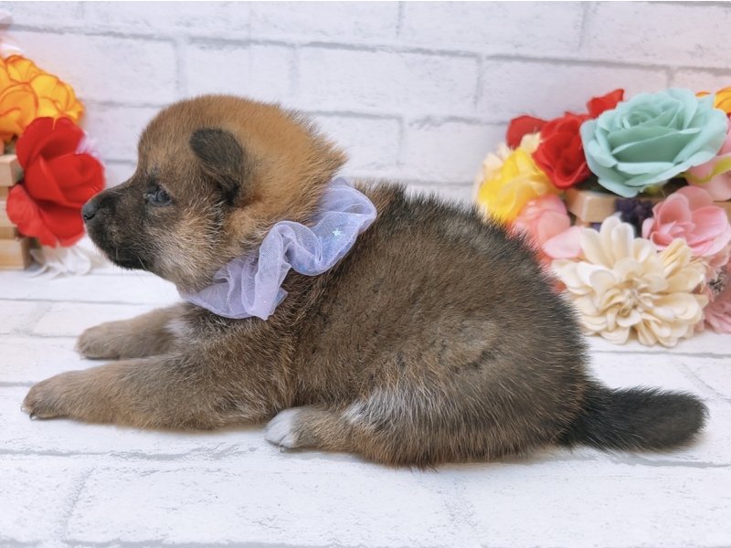 愛知県の柴犬(標準サイズ) (ペッツワン豊田四郷店/2026年3月7日生まれ/男の子/赤)の子犬の3枚目の画像