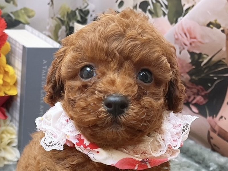 愛知県のハーフ犬・ミックス犬 (ペッツワン豊田四郷店/2026年4月17日生まれ/女の子/レッド)の子犬